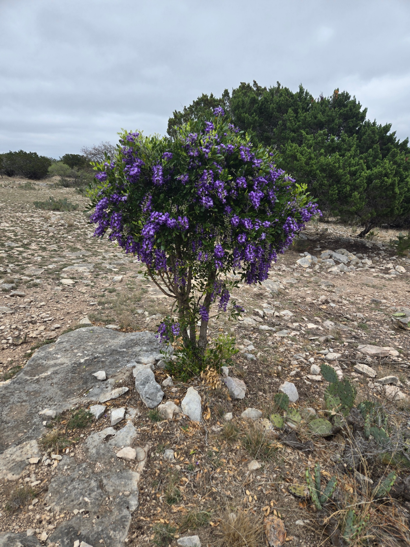 Texas mountain laurel in purple bloom on the ranch